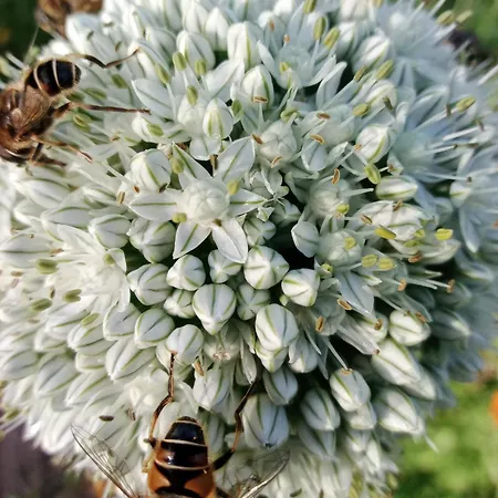 La Clairiere Du Verbamont *