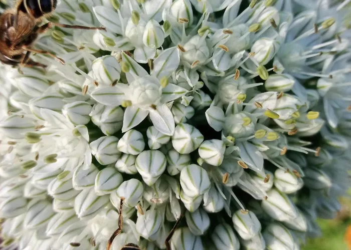 La Clairiere Du Verbamont *