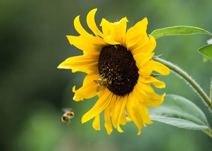 La Clairière Du Verbamont Lodge Claudon
